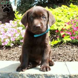Frankie, Chocolate Labrador Retriever Puppy