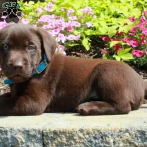 Frankie, Chocolate Labrador Retriever Puppy