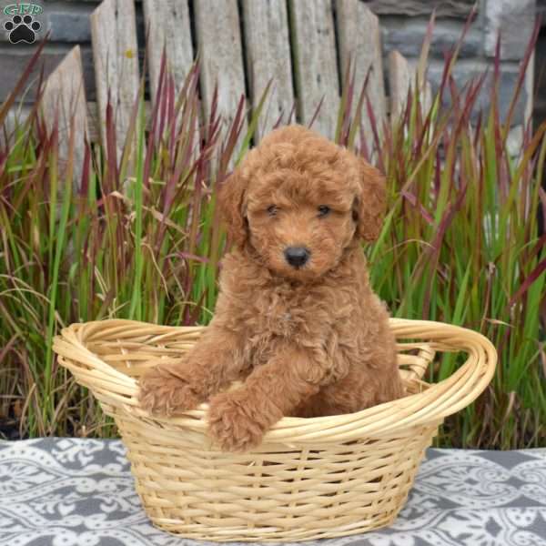 Franklin, Mini Goldendoodle Puppy