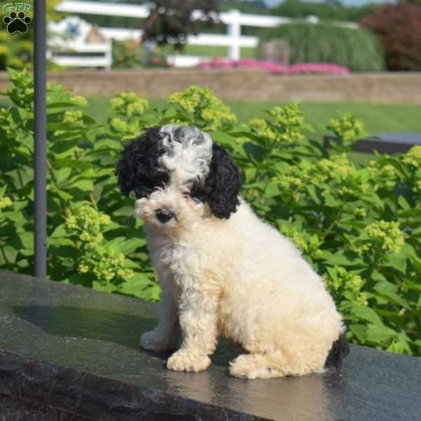 Franklin, Miniature Poodle Puppy