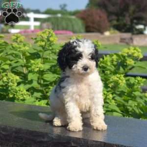 Franklin, Miniature Poodle Puppy