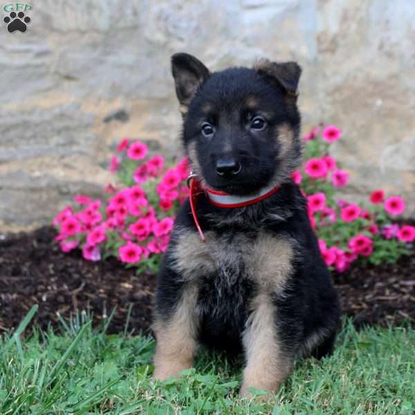 Fred, German Shepherd Puppy