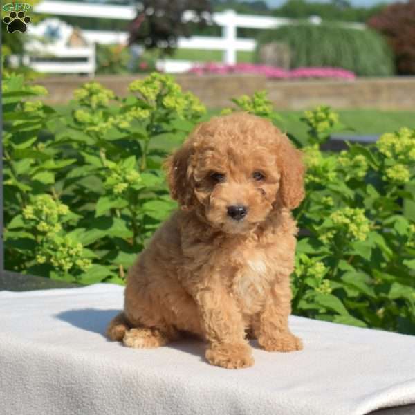 Fred, Miniature Poodle Puppy