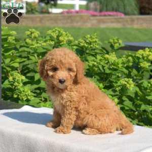 Fred, Miniature Poodle Puppy