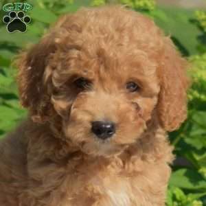 Fred, Miniature Poodle Puppy
