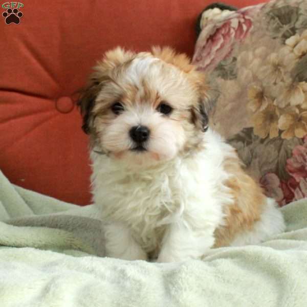 Freddie, Havanese Puppy