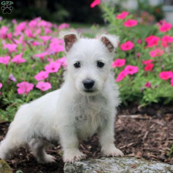 Freddie, West Highland Terrier Puppy