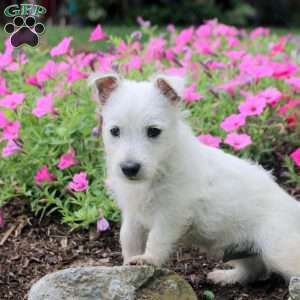 Freddie, West Highland Terrier Puppy