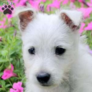 Freddie, West Highland Terrier Puppy
