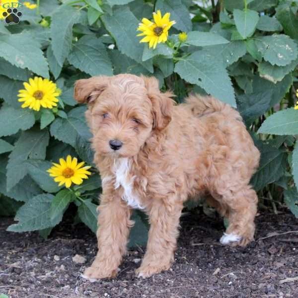 Freddy, Maltipoo Puppy