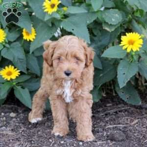 Freddy, Maltipoo Puppy