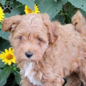 Freddy, Maltipoo Puppy