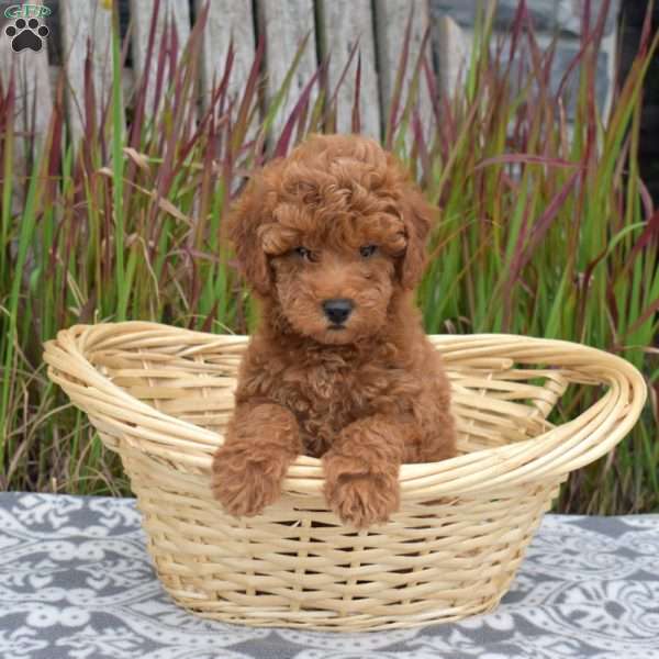 Freya, Mini Goldendoodle Puppy