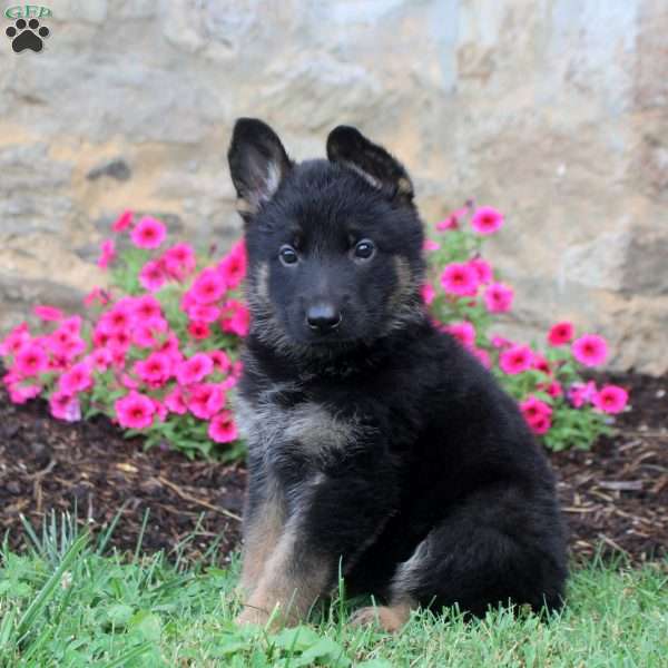 Freya, German Shepherd Puppy