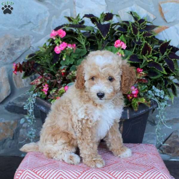 Freya, Miniature Poodle Puppy