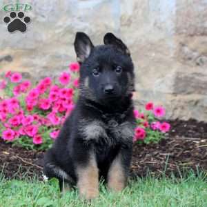 Freya, German Shepherd Puppy