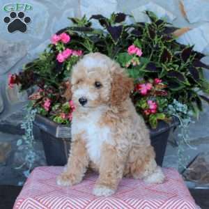 Freya, Miniature Poodle Puppy