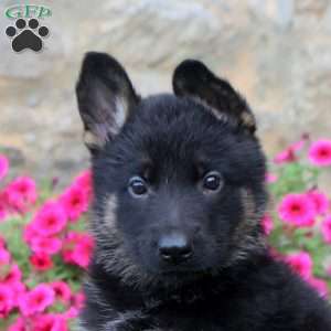 Freya, German Shepherd Puppy