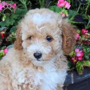 Freya, Miniature Poodle Puppy