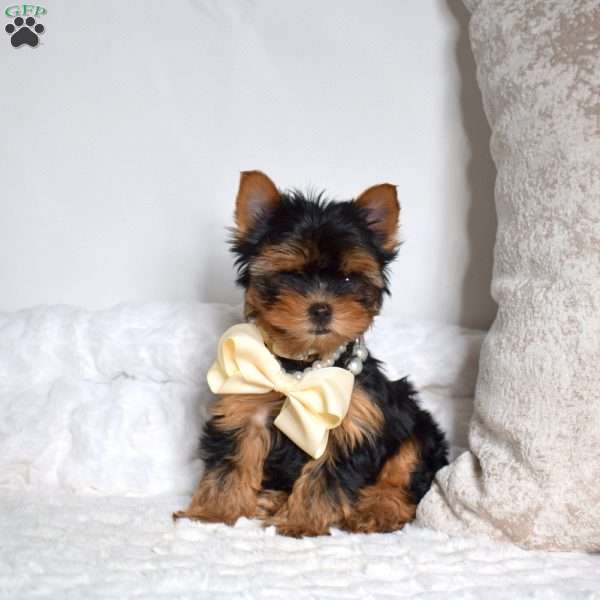 Frisbee, Yorkie Puppy