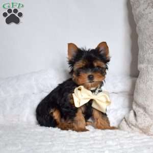 Frisbee, Yorkie Puppy