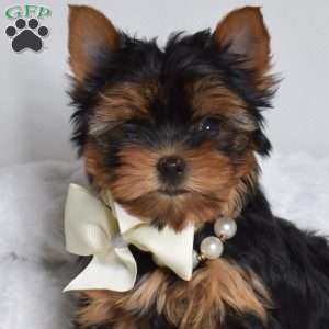 Frisbee, Yorkie Puppy