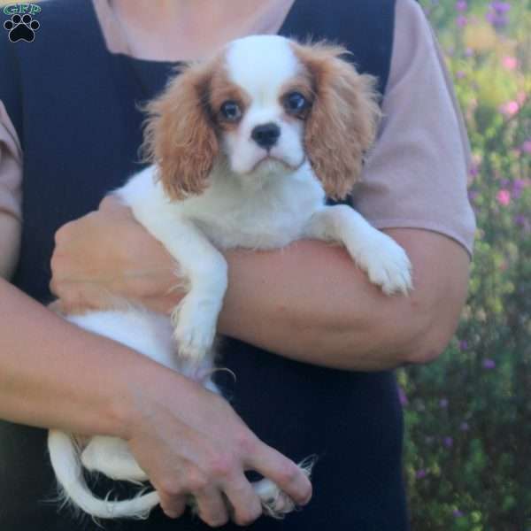 Frisky, Cavalier King Charles Spaniel Puppy