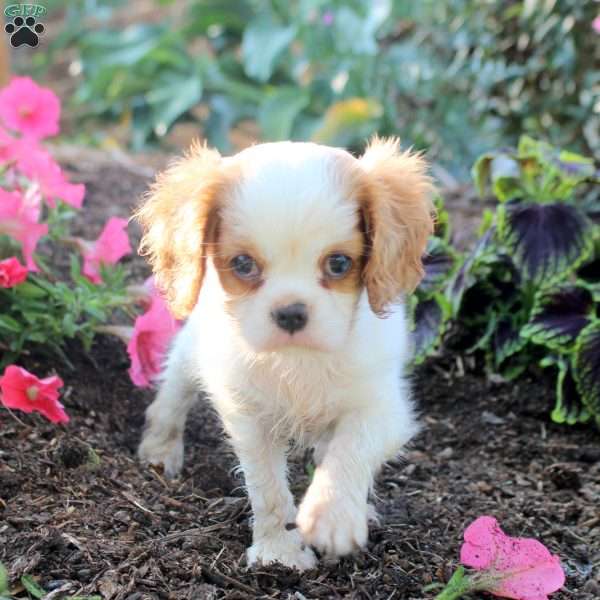 Frisky, Cavalier King Charles Spaniel Puppy