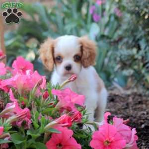 Frisky, Cavalier King Charles Spaniel Puppy