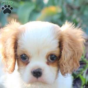 Frisky, Cavalier King Charles Spaniel Puppy