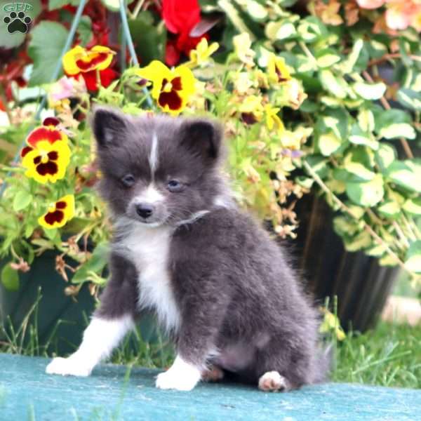 Frisky, Pomeranian Puppy