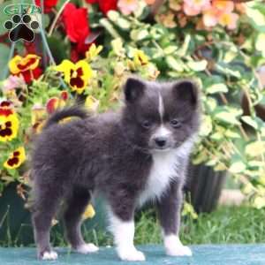 Frisky, Pomeranian Puppy