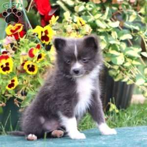 Frisky, Pomeranian Puppy