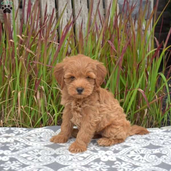 Frito, Mini Goldendoodle Puppy
