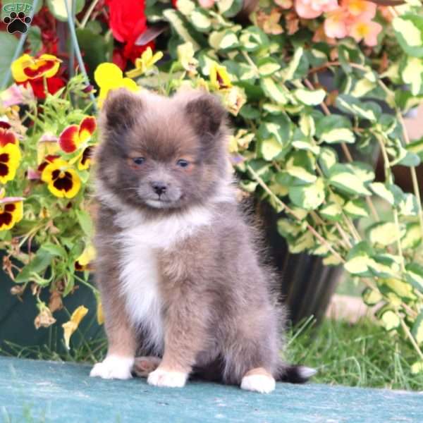 Funny, Pomeranian Puppy