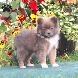 Funny, Pomeranian Puppy