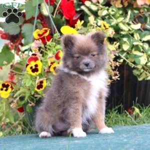 Funny, Pomeranian Puppy