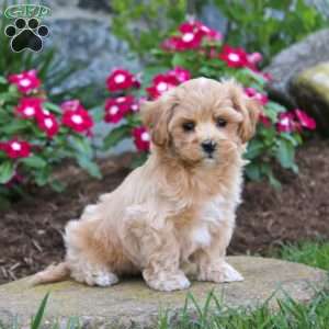 Gavin, Maltipoo Puppy