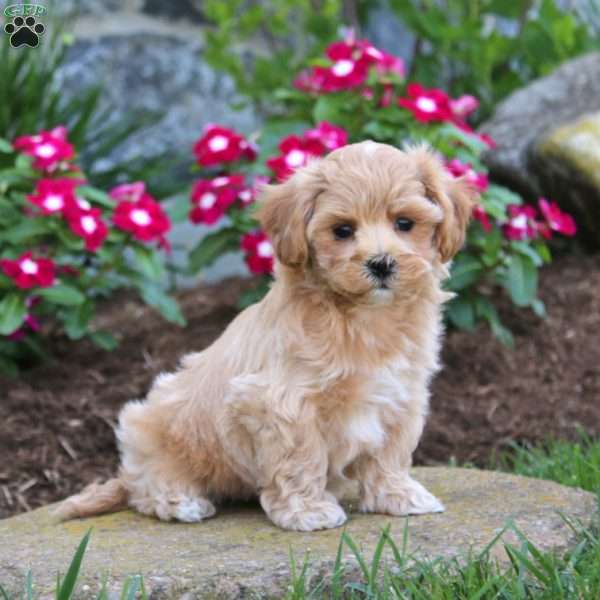 Gavin, Maltipoo Puppy