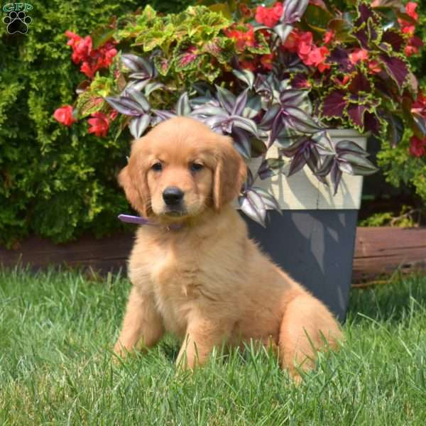 Gabby, Golden Retriever Puppy