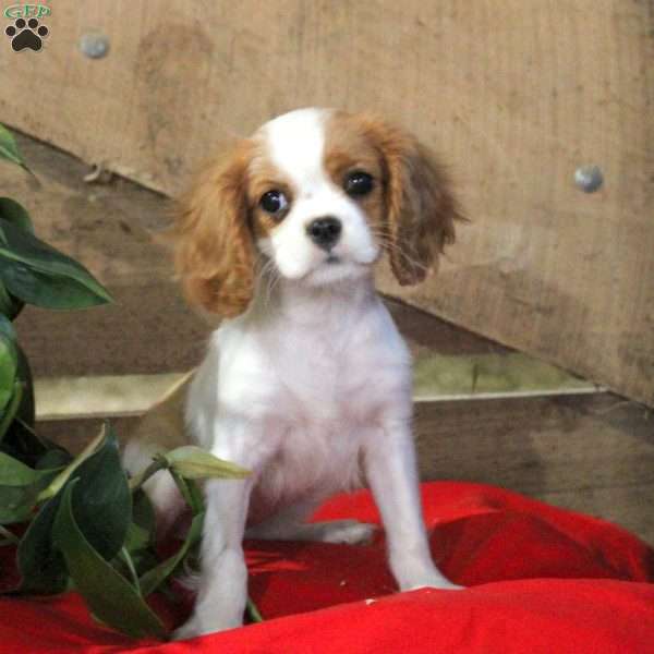 Gabby, Cavalier King Charles Spaniel Puppy