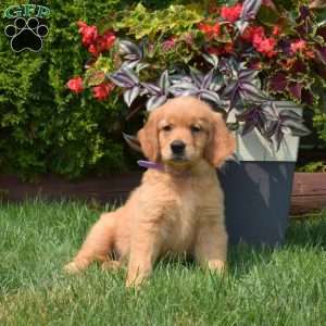 Gabby, Golden Retriever Puppy