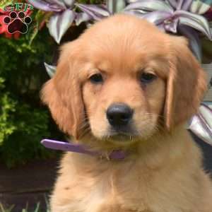 Gabby, Golden Retriever Puppy