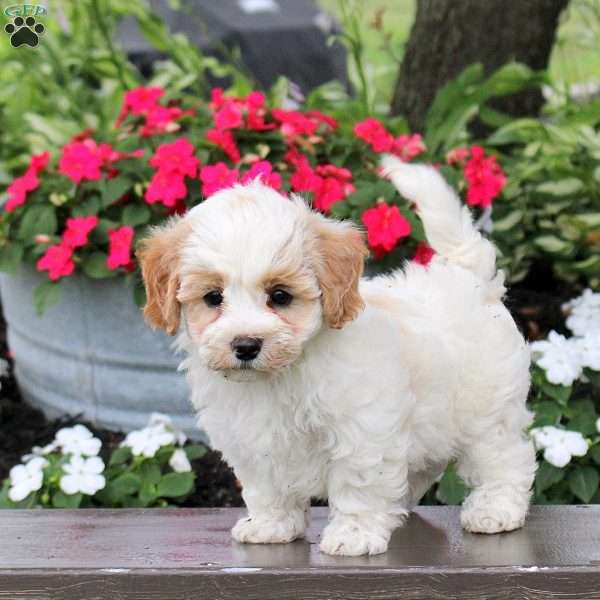 Gabe, Maltipoo Puppy