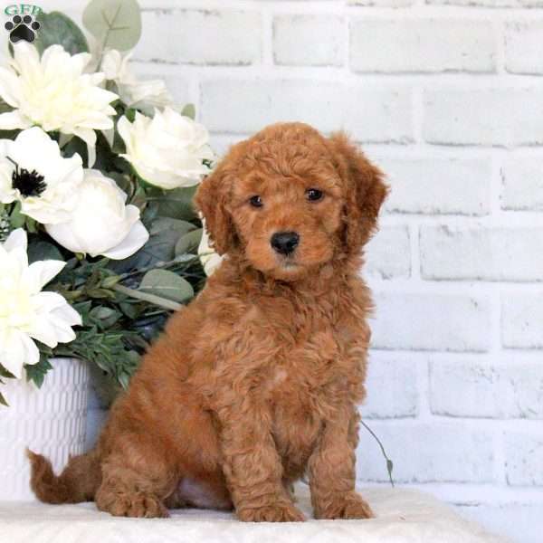 Gabe, Mini Goldendoodle Puppy
