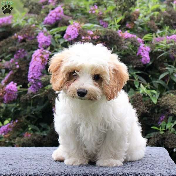 Gabe, Maltipoo Puppy