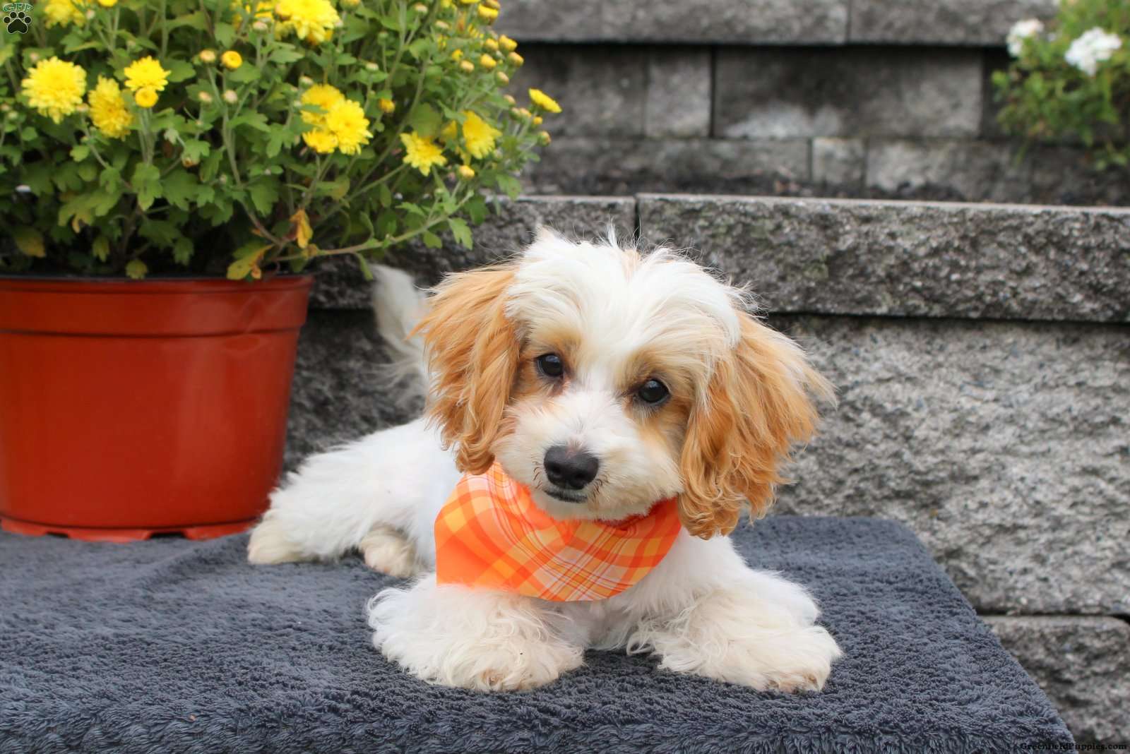 Gabe (Maltipoo, Male) in Gap, PA