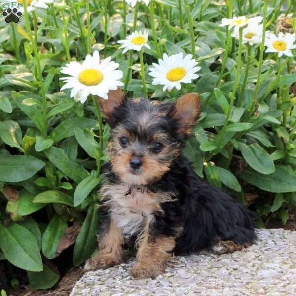 Gabe, Yorkie Puppy