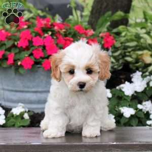 Gabe, Maltipoo Puppy