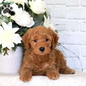 Gabe, Mini Goldendoodle Puppy